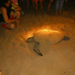 Encuentran una tortuga boba desovando en una playa de Torrevieja