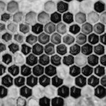 La miel de Jenofonte