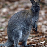 Los canguros salvajes proliferan en las afueras de París