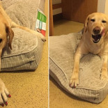 Un perro de Filadelfia llama por tercera vez a emergencias: esta vez por un incendio en casa [ENG]