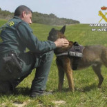 Con ayuda de un perro detector imputan a una pareja por envenenar a ocho perros
