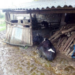 Imputado por maltratar a sus cien vacas