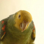 Un loro declara ante la policía india