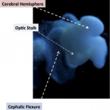 La Universidad de Ohio cultiva en un laboratorio un cerebro casi completo y funcional