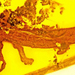 La primera salamandra encontrada en ámbar