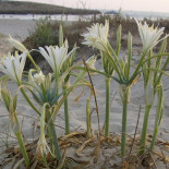 La Junta de Andalucía niega que la flor cortada por Carmena esté en peligro de extinción como decía 'La Razón'