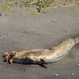¿Qué está matando a las ballenas de Alaska?