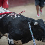 Uno de los festejos taurinos más crueles y desconocidos de nuestro país