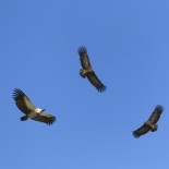 La crisis de HTC, contada por exempleados