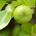 Éstas son las plantas más venenosas del mundo