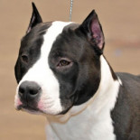 Deja a su perro en el maletero del coche y acaba muriendo