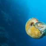 Uno de los animales más difíciles de ver reaparece después de 30 años