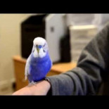 Periquito imitando a R2-D2