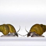 La Dama Roja, Lewis Carrol y por qué el sexo termina siendo rentable para algunas especies