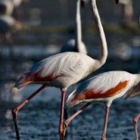 Una tormenta de granizo mata a 300 flamencos en Albacete