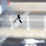 El veneno de una avispa brasileña mata las células cancerosas