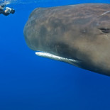 Hipnótico vídeo de ballenas durmiendo verticalmente