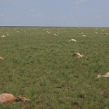 Mueren 60000 antílopes y nadie sabe qué los mató [Eng]