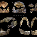 Descubren una nueva especie de homínido