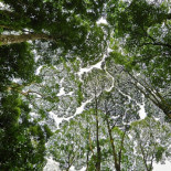 El curioso fenómeno de la timidez de los árboles