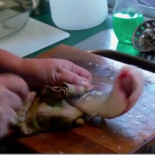 ¿Por qué este pez sigue moviéndose después de muerto?