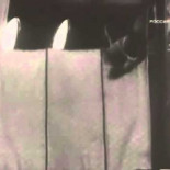 Gatos soviéticos bajo el efecto de la "gravedad cero"