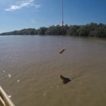 Cocodrilo impulsándose fuera del agua con  la cola