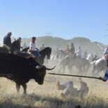 Una asociación advierte de que el nuevo Código Penal castiga el Toro de la Vega
