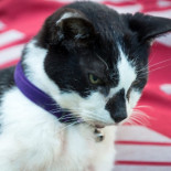 Whiskey, el gato más viejo del mundo, es sacrificado a los treinta años [EN]