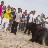 Los vecinos de Tordesillas denuncian un “mobbing informativo” por el Toro de la Vega