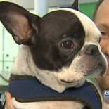 Piloto de Air Canada desvía su vuelo para salvar a perro en la bodega