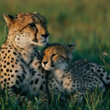 Guepardos: El ataque de los clones