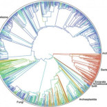 Presentan el "Árbol de la Vida" de 2,3 millones de especies (ING)