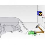 Grupo de físicos planea poner un microbio en dos lugares a la vez (ENG)