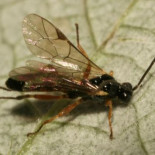 La siniestra relación de una araña convertida en esclava por una avispa