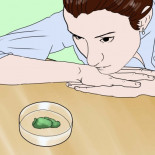 Cómo encontrar y tener como mascota a un tardígrado (oso de agua)