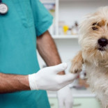 España prohibirá las intervenciones quirúrgicas a los animales domésticos por estética