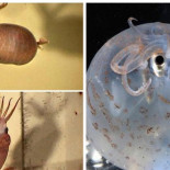 El calamar cochinillo