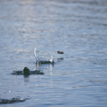 Del récord mundial de epostracismo (hacer rebotar piedras en el agua)