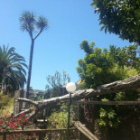 El árbol mitológico no vive eternamente