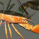 Los extraños animales que son macho de un lado y hembra del otro