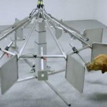 La sorprendente eficacia de los perros al detectar el cáncer