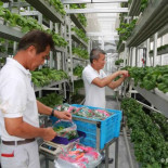 Un gigantesco huerto vertical soluciona un grave problema en Singapur