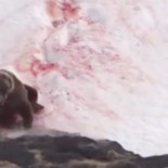 La (espeluznante) secuencia de la muerte de un oso a tiros