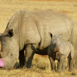 Tener el cuerno rosa puede salvar a un rinoceronte