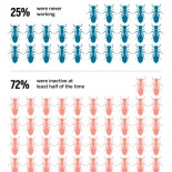 La mayoría de las hormigas obreras son vagas -ENG-
