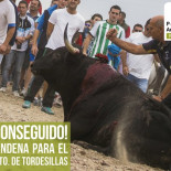 Condenado el Ayuntamiento de Tordesillas por el Toro de la Vega
