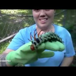 Encuentran una oruga gigante en el jardín de su casa