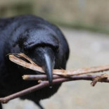 Colaboración avanzada entre cuervos, y también presencia de vividores