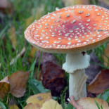 Hay un tipo de hongo que puede inducir orgasmos instantáneos en las mujeres con su olor [ENG]